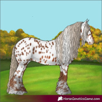 Horse Color:Chestnut Appaloosa