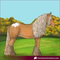 Horse Color:Palomino Appaloosa 