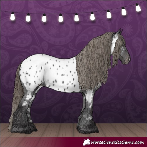 Horse Color:Smoky Black Appaloosa 