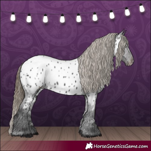Horse Color:Smoky Black Near Leopard 