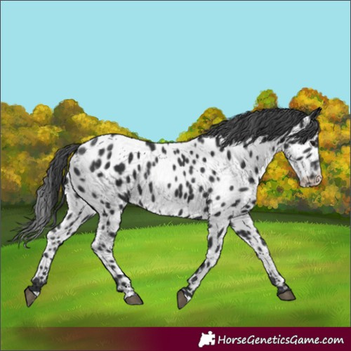 Horse Color:Black Appaloosa 