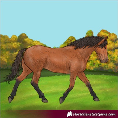 Horse Color:Bay 