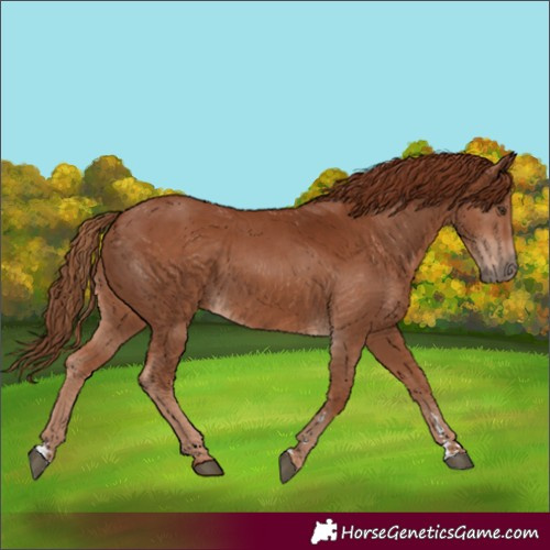 Horse Color:Chestnut 