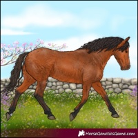 Horse Color:Bay 