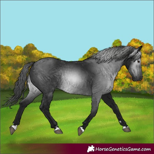 Horse Color:Gray Black 