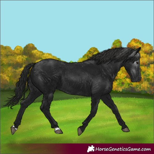 Horse Color:Gray Black 
