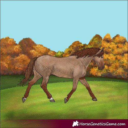 Horse Color:Red Dun Rabicano 