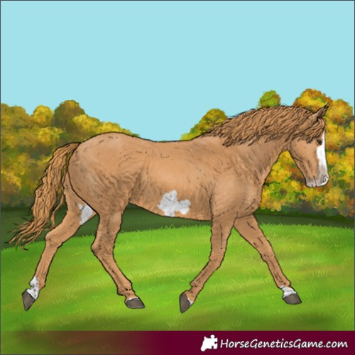 Horse Color:Chestnut Splash Frame 