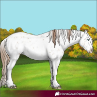 Horse Color:White Spotted Liver Chestnut Pearl Sabino Rabicano 