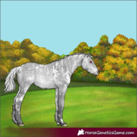 Horse Color:White Spotted Silver Bay Chinchilla Ice