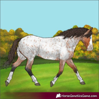 Horse Color:Bay Roan Splash Appaloosa 