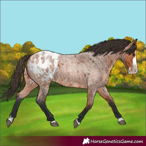 Horse Color:Bay Roan Splash Appaloosa