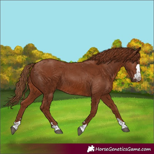 Horse Color:Chestnut 