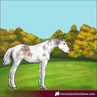 Horse Color:White Spotted Silver Bay Mushroom Splash Tobiano Rabicano