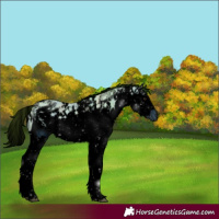 Horse Color:ERROR: UNKNOWN ANOMALY