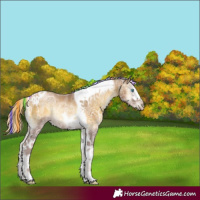 Horse Color:Gray Painted White Spotted Chocolate Palomino Ice Pearl Onyx Tobiano Rabicano 