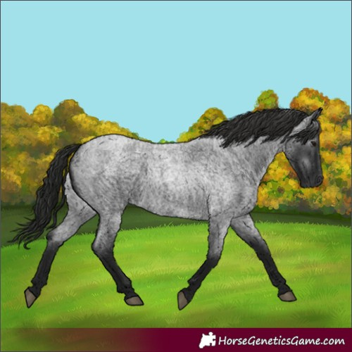 Horse Color:Gray Blue Roan 