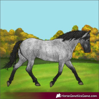 Horse Color:Gray Blue Roan 