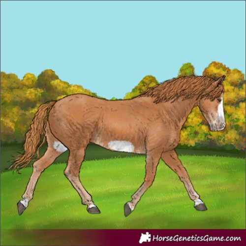 Horse Color:Unknown 