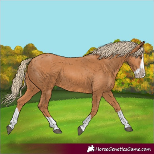 Horse Color:Unknown 