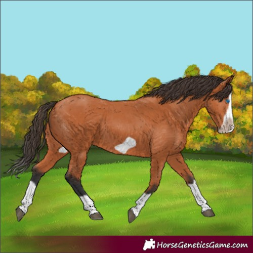 Horse Color:Unknown 