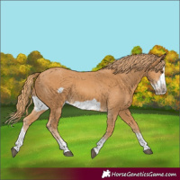Horse Color:Chestnut Splash Frame