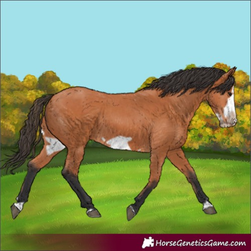 Horse Color:Bay Splash Frame 