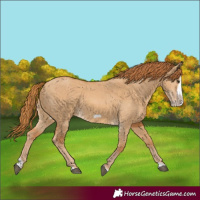 Horse Color:Red Dun Splash Frame