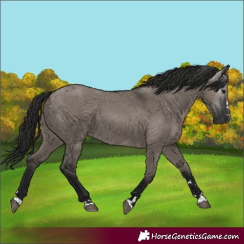 Horse Color:Gray Grullo