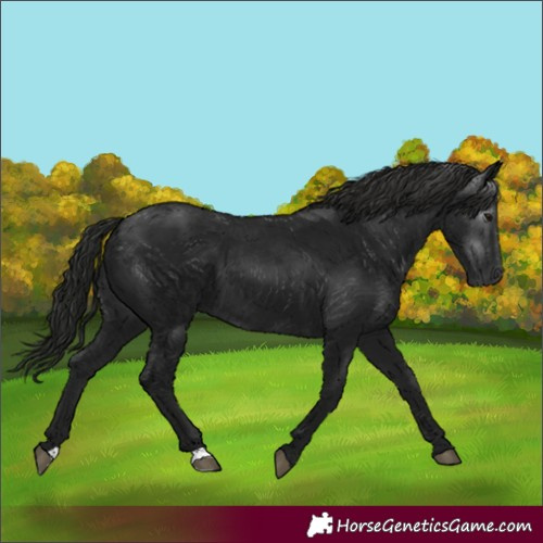 Horse Color:Gray Black 