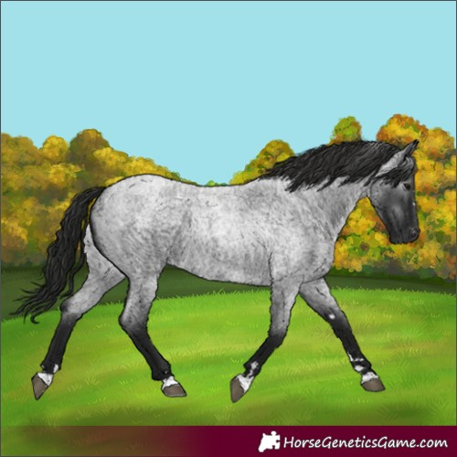Horse Color:Gray Blue Roan 