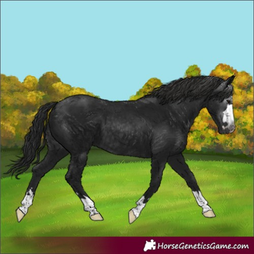 Horse Color:Gray Black 