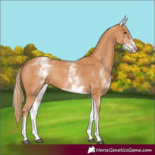 Horse Color:White Spotted Chestnut 