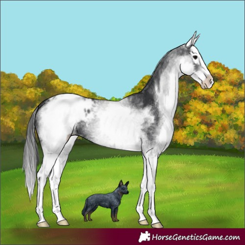 Horse Color:White Spotted Black Splash Appaloosa 