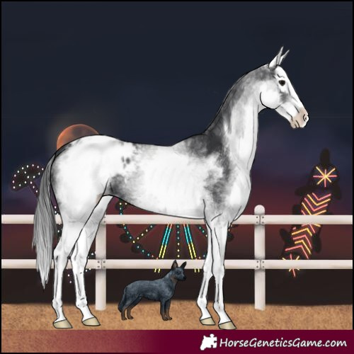 Horse Color:White Spotted Black Splash Blanket 