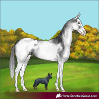 Horse Color:White Spotted Black Splash Appaloosa 