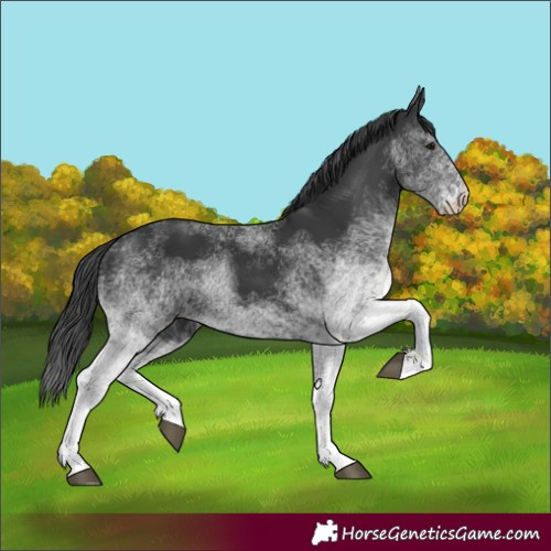 Horse Color:White Spotted Black 