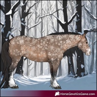 Horse Color:Bay Dun Sabino 