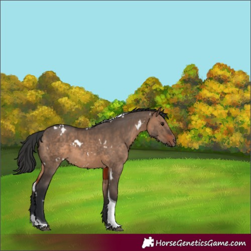 Horse Color:White Spotted Brown Dun Tobiano 
