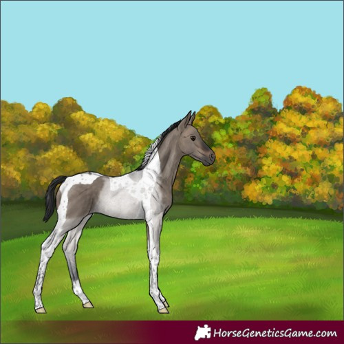 Horse Color:Brown Dun Tobiano 