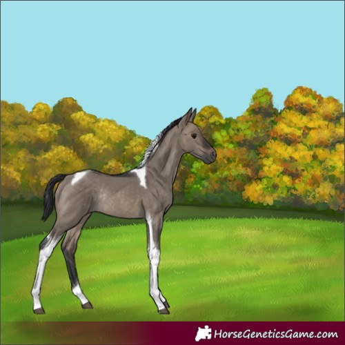 Horse Color:Brown Dun Tobiano Rabicano 