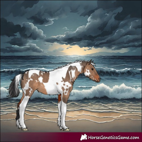 Horse Color:White Spotted Brown Dun Tobiano
