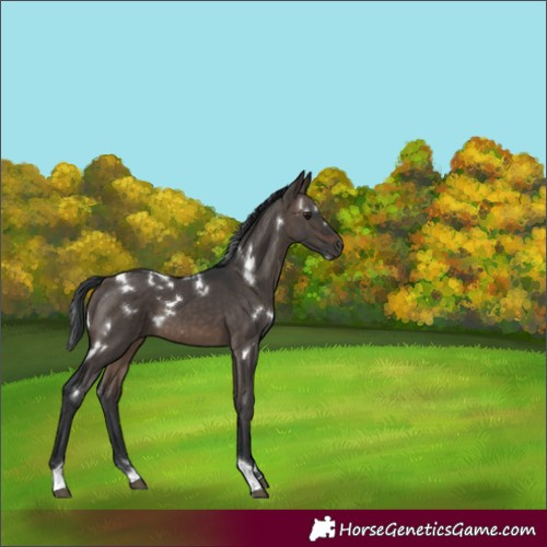 Horse Color:White Spotted Brown Dun Tobiano 