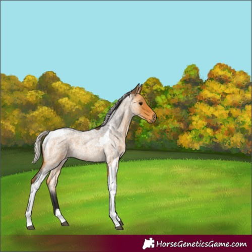 Horse Color:Silver Buckskin Roan Tobiano 