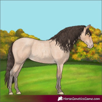 Horse Color:Amber Champagne Roan