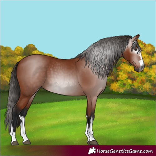 Horse Color:Gray Bay 