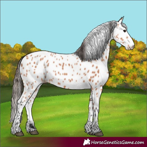 Horse Color:Bay Leopard 