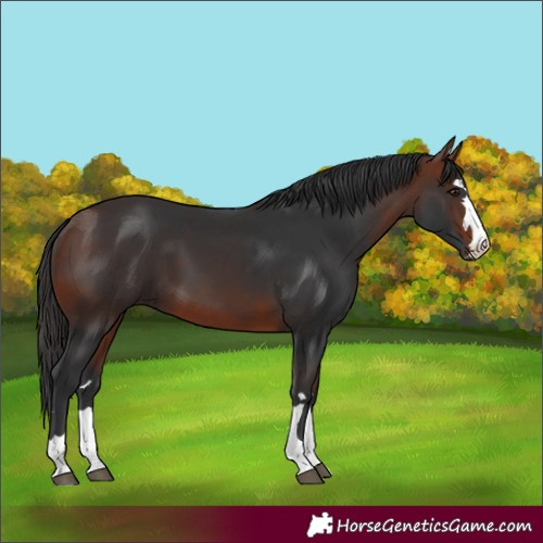 Horse Color:Unknown 