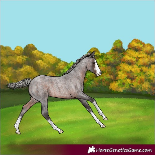 Horse Color:Silver Brown Roan 