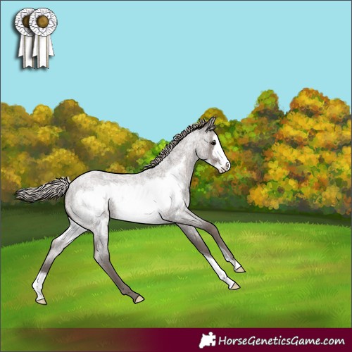 Horse Color:Silver Blue Roan Frame 